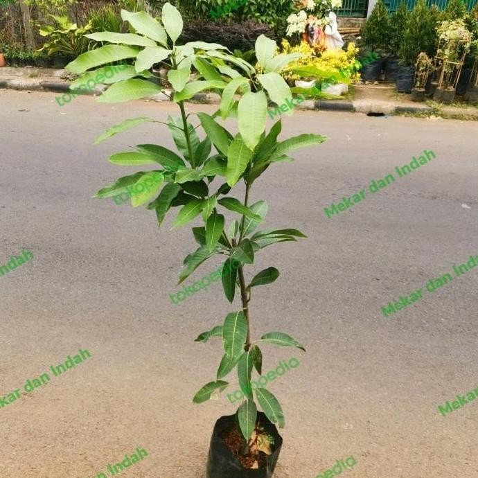 

bibit pohon mangga, tanaman buah mangga