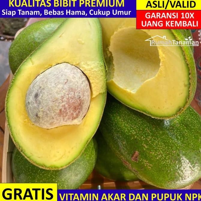 

Bibit Alpukat Mentega Asli Bergaransi, Pohon Alpukat Mentega Valid