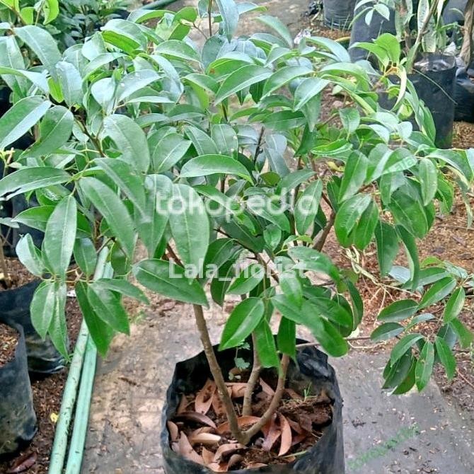 

bibit unggul pohon buah leci cangkok