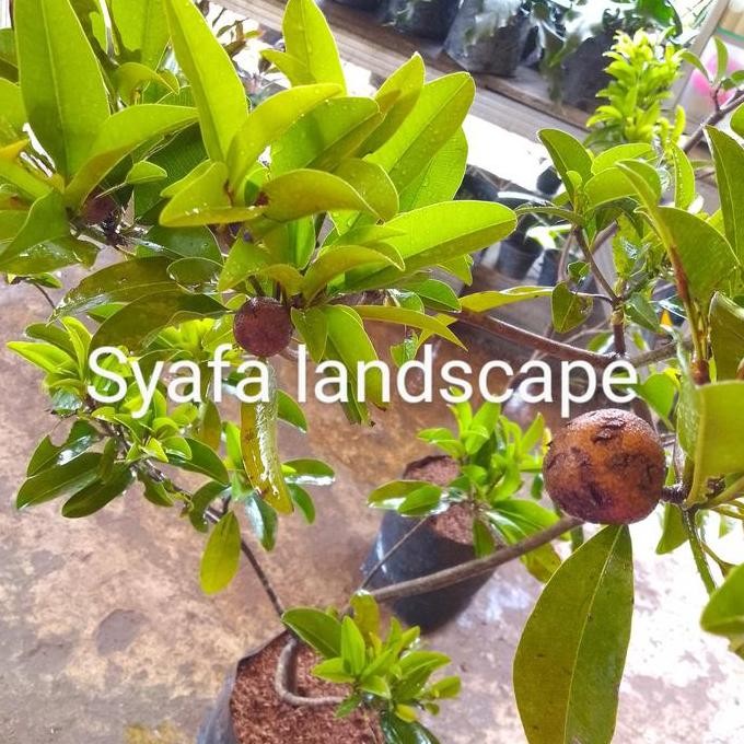 

bibit pohon sawo berbuah tinggi 1,5 meter batang besar