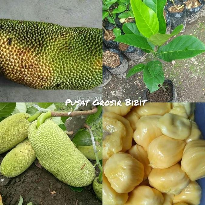 

Bibit Nangka Sayur asal Okulasi