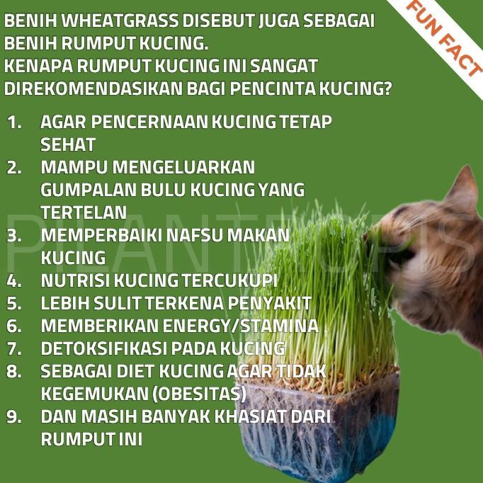 

Terlaris Benih Wheatgrass 500Gr Bibit Rumput Kucing Gandum Biji Cat Grass Microgreen Seed Biji Wheat Grass Berkualitas