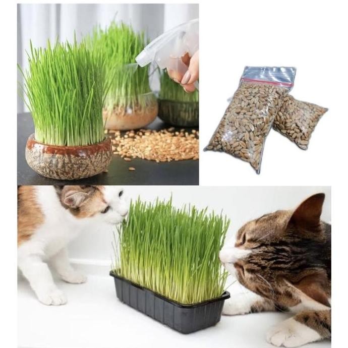 

Terlaris Biji Gandum Rumput Kucing 50Gr - Benih Biji Gandum Rumput Cat Grass