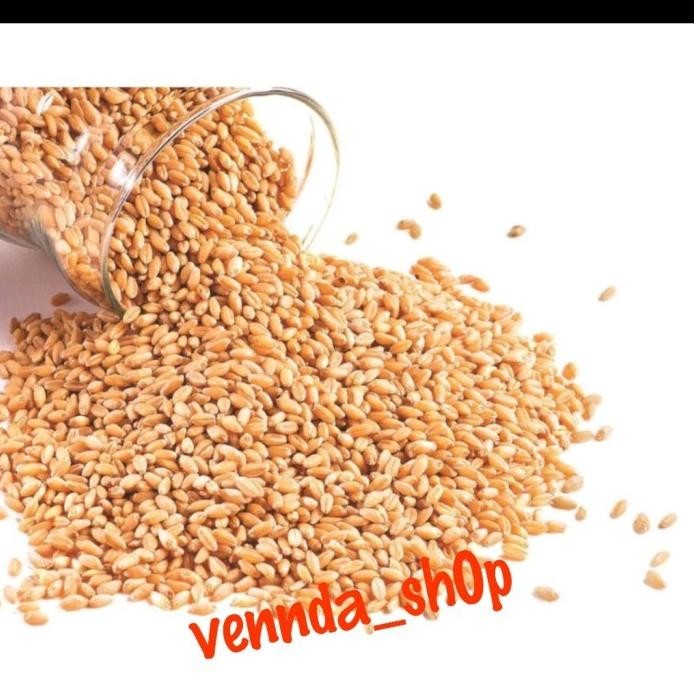 

Terlaris Biji Benih Bulir Bibit Gandum Utuh.. 1 Kg