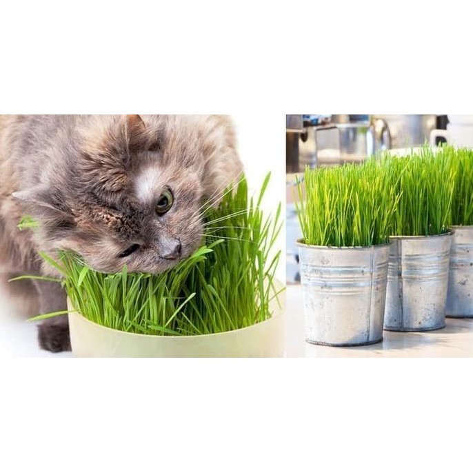

Terlaris Murah Benih Cat Wheat Grass 10 Gram Biji Gandum Rumput Makanan Kucing Refill