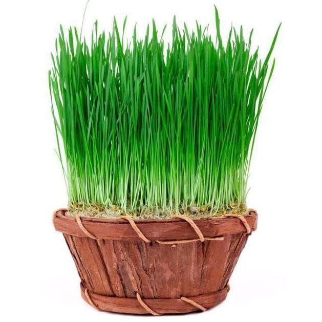 

Terlaris Isi 50 Biji Benih Wheat Grass Rumput Gandum Microgreen Kemasan Repack