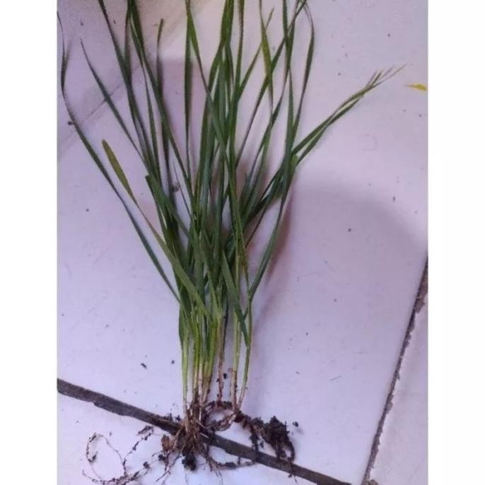 

Terlaris (Benih/Berbagai Macam Benih) Biji Gandum Benih Rumput Gandum Utuh
