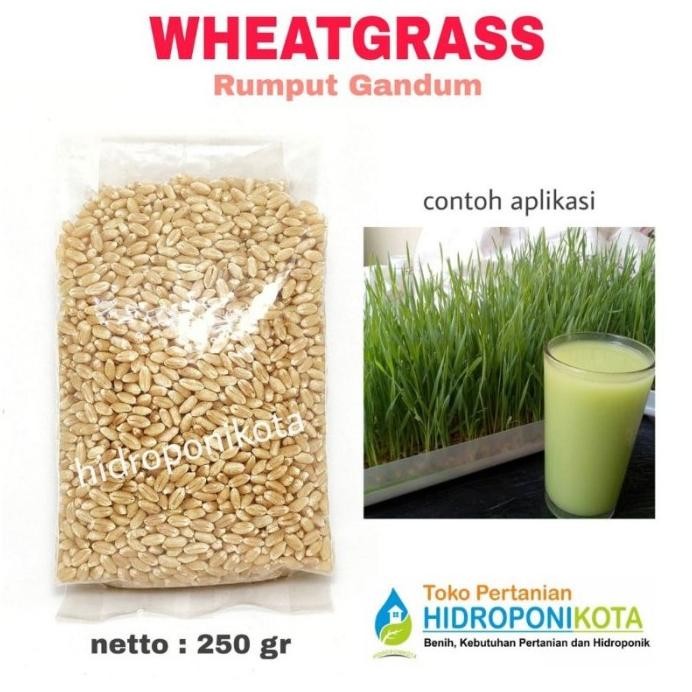 

Terlaris Benih Wheatgrass - Benih Rumput Kucing - Benih Rumput Gandum -