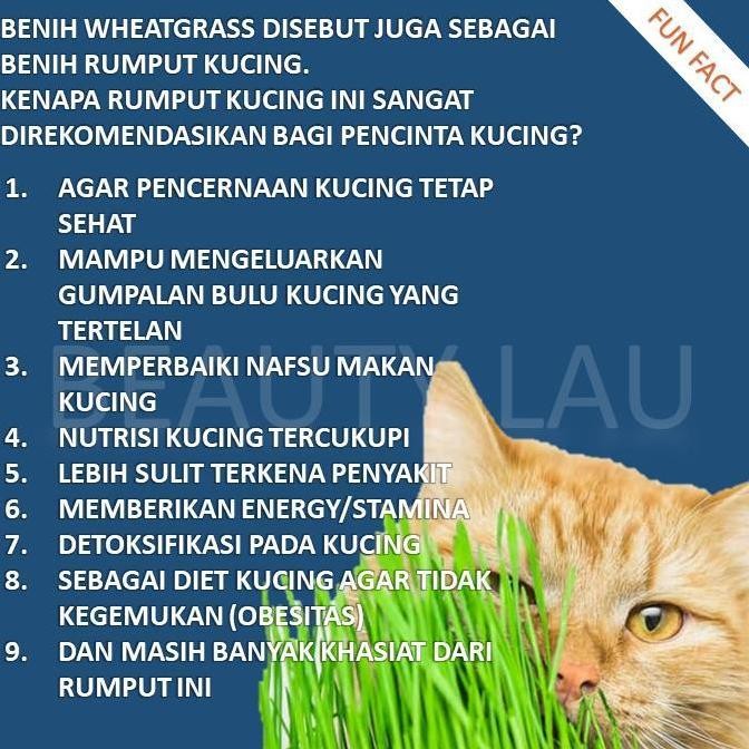 

Terlaris 100% New Grosir Benih Wheatgrass 1Kg Bibit Rumput Gandum Kucing Microgreen Seed Happy Shoping