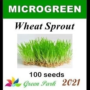 

Terlaris Benih Rumput Gandum / Wheatgrass / Wheat Grass / Wheat Sprout Pack