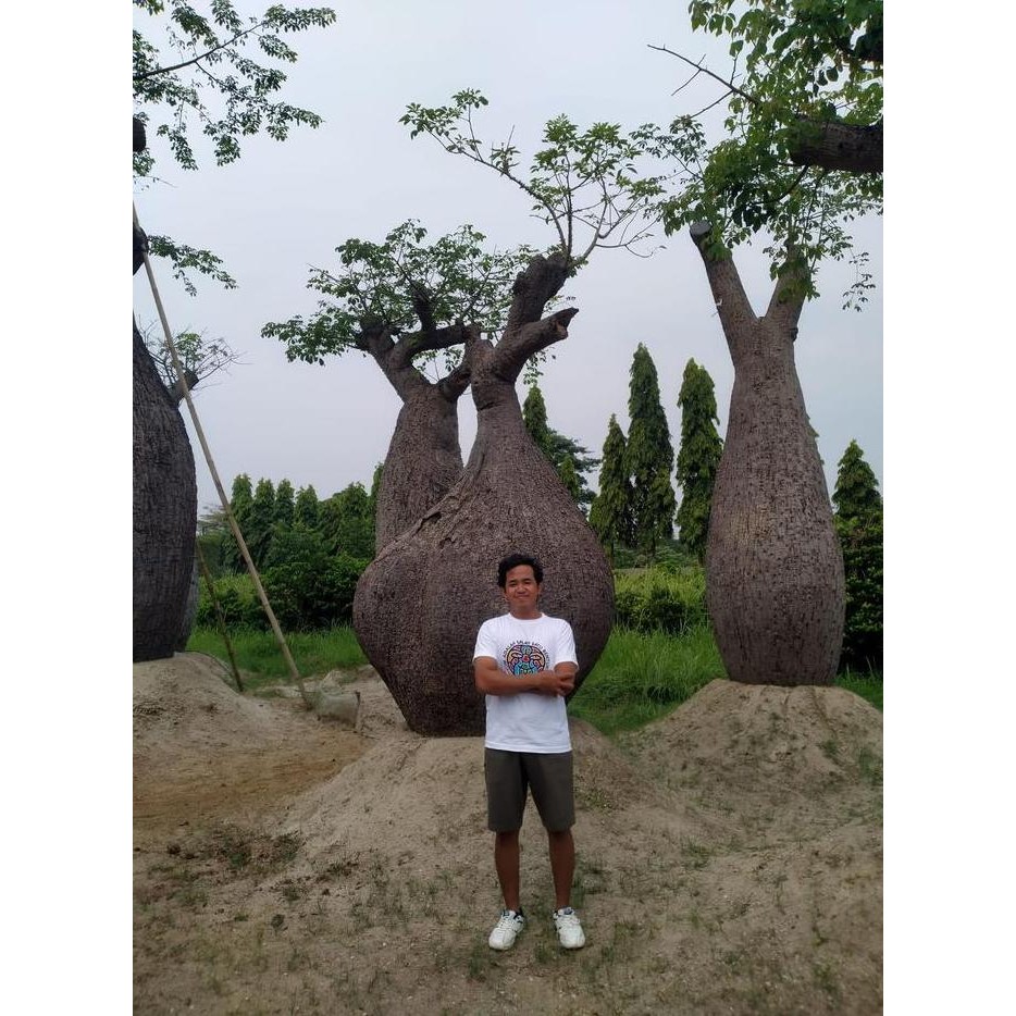 Tanaman Bottle Tree | Pohon Import | Pohon Unik Co