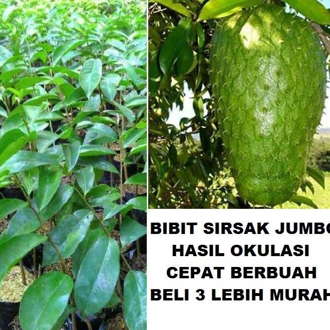 Bibit Tanaman Buah Sirsak jumbo Pohon Sirsak Jumbo Bibit Sirsak Madu GENJAH