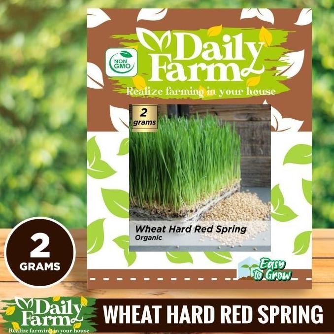 

Terlaris Ankn Benih Wheatgrass Organic Red Spring / Rumput Gandum - Daily Farm