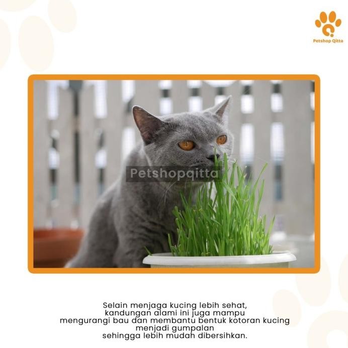 

Terlaris Biji Gandum Rumput Kucing 30Gr - Benih Biji Gandum Rumput Cat Grass