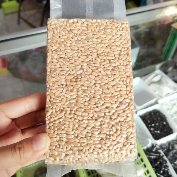 

Terlaris "Jual Benih Wheatgrass - Benih Rumput Kucing - Benih Rumput Gandum -