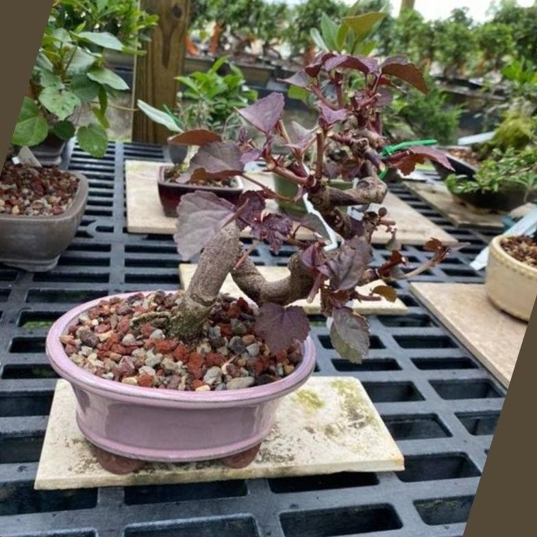 Terlaris Ybw-2429 Tanaman Hibiscus Red Panama / Cranberry Hibiscus Terlaris