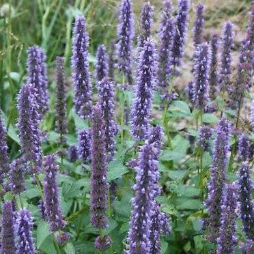

5 GRAM BIJI BENIH LAVENDER HYSSOP BUNGA HERB FRAGRANCE HARUM TERMURAH