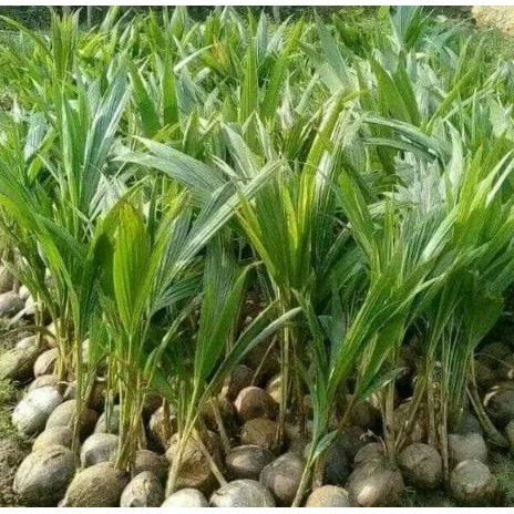 Bibit pohon kelapa genjah entok-pohon kelapa pendek PREMIUM