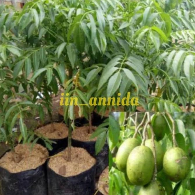 Bibit kedondong/bibit tanaman buah dondong /kedondong SUPER NNNN GENJAH