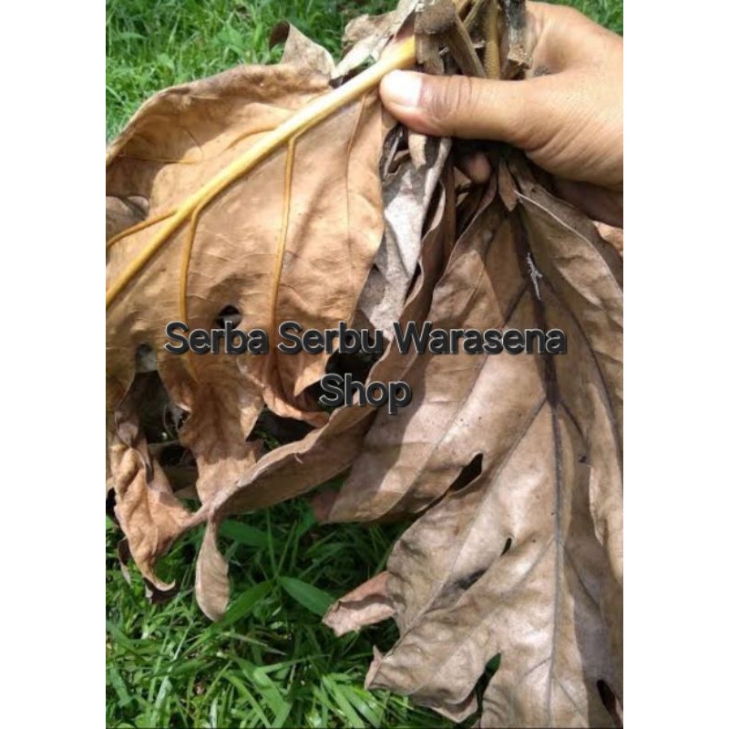 

Daun Sukun kering harga per 200 gram