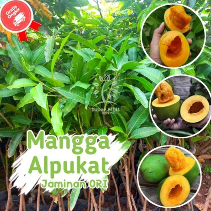 Bibit TANAMAN MANGGA ALPUKAT Bisa DiTABULAMPOT Bibit Ber PREMIUM