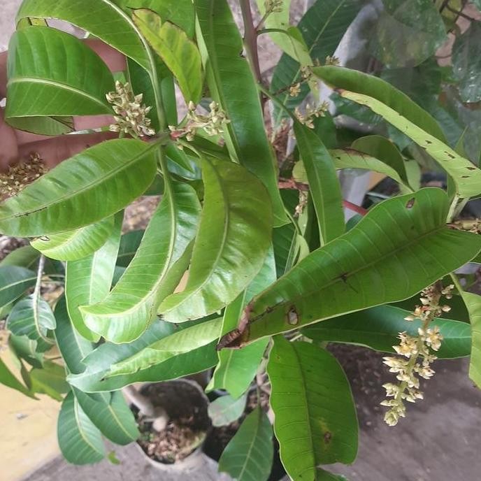 Bibit tanaman buah mangga irwin-tanaman mangga irwin PREMIUM