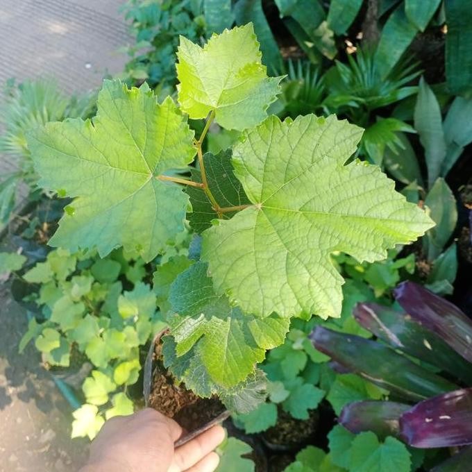 Tanaman Buah anggur Hijau - pohon anggur - Bibit anggur impor GENJAH