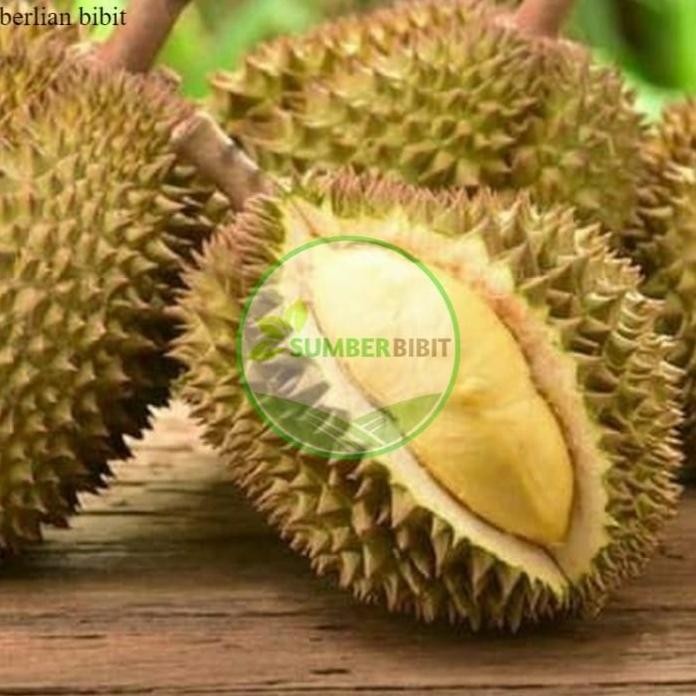 

Terlaris Bibit Durian Kaki 3 Kanyao Asli Thailand Okulasi Unggulan