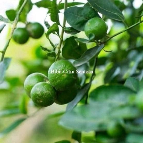 

Terlaris Bibit Buah Jeruk Nipis Cangkok Kualitas Unggulan
