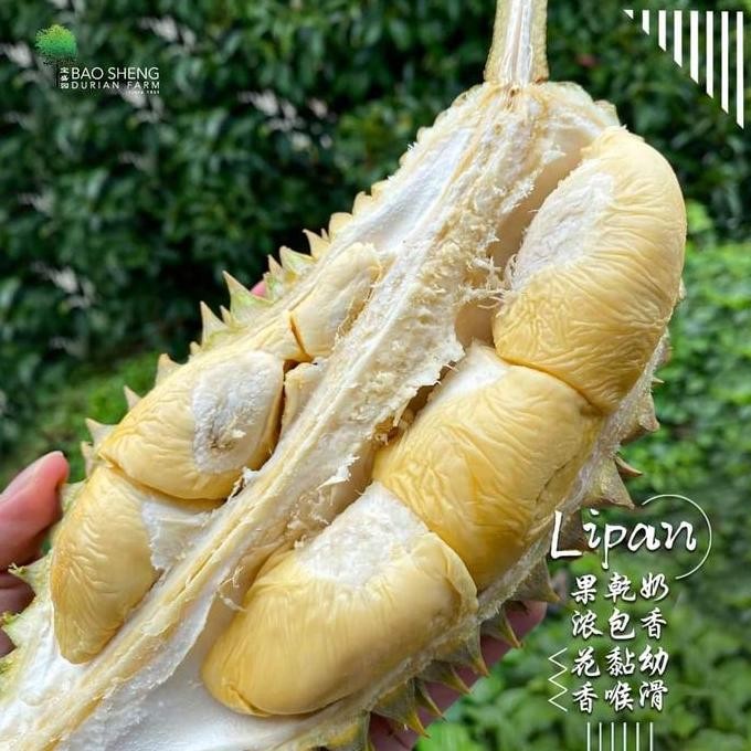 

Terlaris Bibit Durian Lipan Bara 40 Cm - 50 Cm