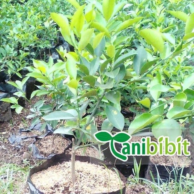 

Terlaris Joss Bibit Jeruk Nipis Super - Tanaman Pohon Jeruk Nipis Viral Laris
