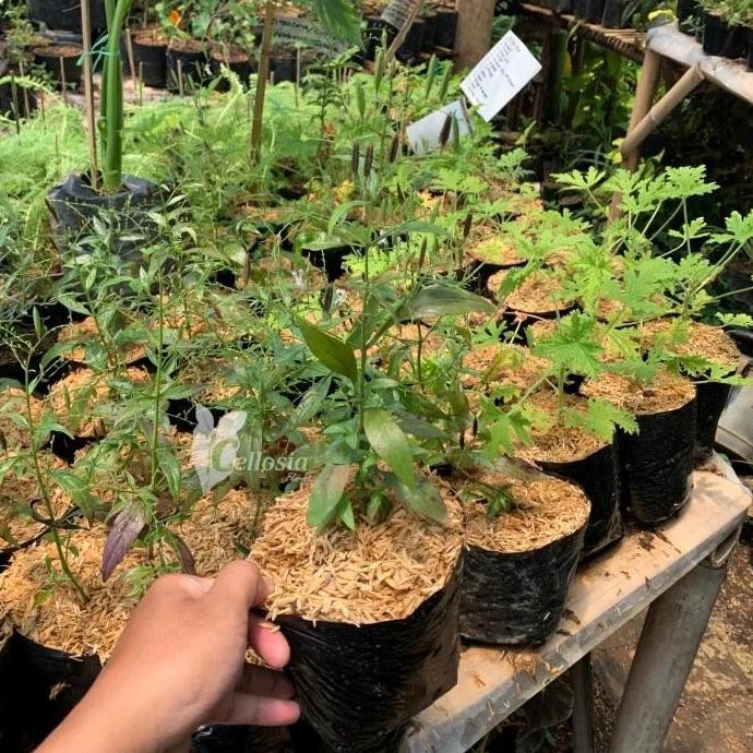 

Terlaris Bibit Tanaman Herbal Sambiloto