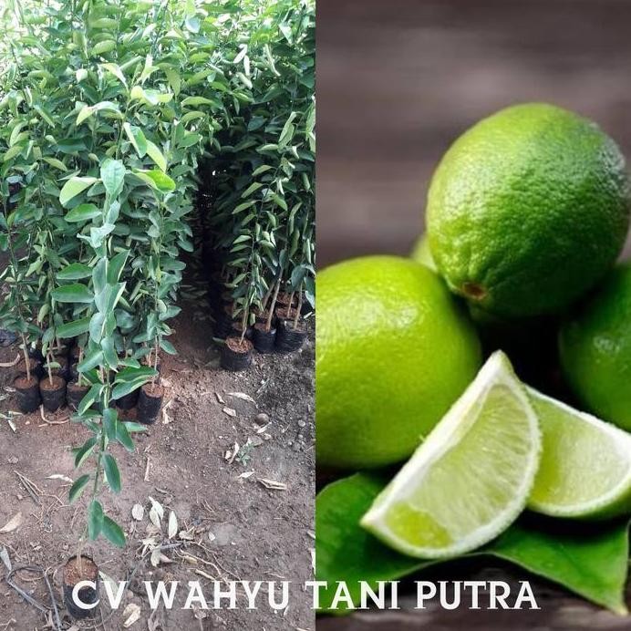 

Terlaris Bibit Jeruk Nipis Unggul Hasil Okulasi
