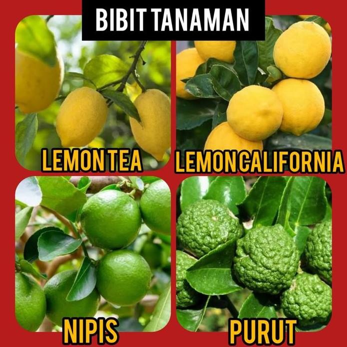 

Terlaris Paket 4 Bibit Jeruk Lemon Tea, Lemon California, Nipis, Purut