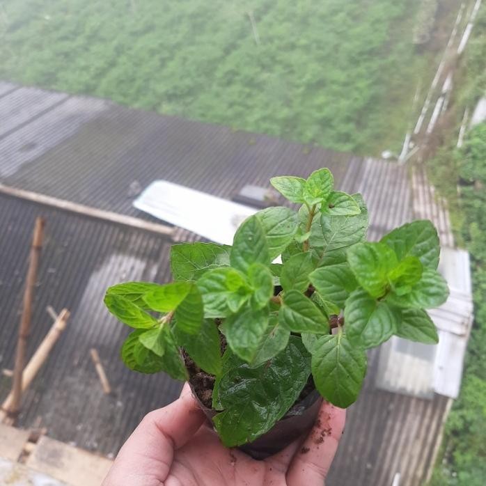 

Terlaris Bibit Mint, Daun Mint, Tanaman Mint, Berries Cream Mint