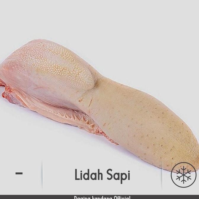 

HIW Lidah Sapi || daging kandang