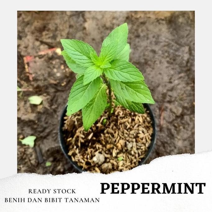 

Terlaris Bibit Tanaman Peppermint / Daun Mint
