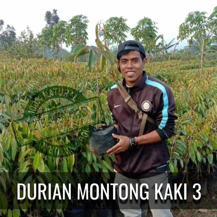 

Terlaris Promo Bibit Durian Monthong Ukuran 40-50 Cm