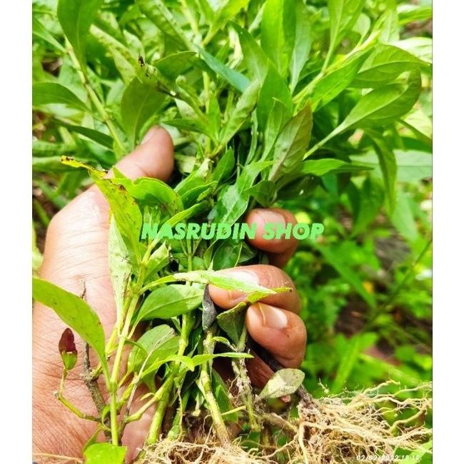 

Terlaris Bibit Sambiloto 20 Pohon / Bibit Daun Sambiloto Cabutan Tokomurah