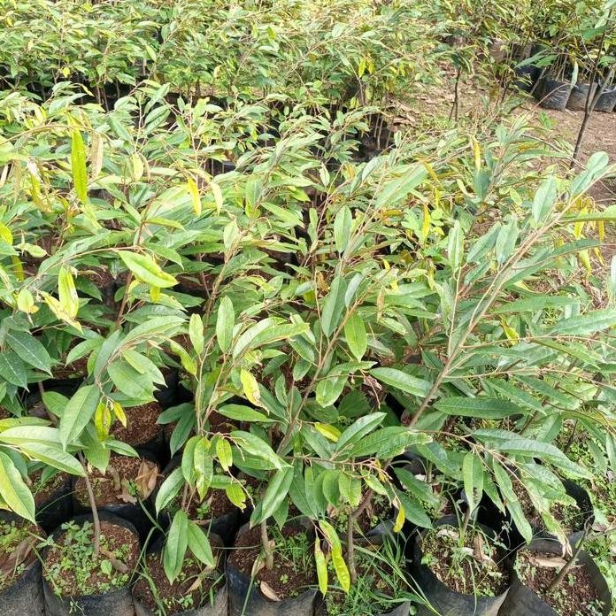 

Terlaris Bibit Durian Musangking Kaki 1 Unggul Cepat Buah