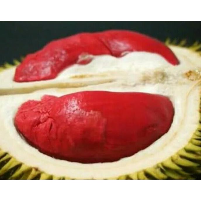 

Terlaris Bibit Pohon Durian Udang Merah Banyuwangi 1M