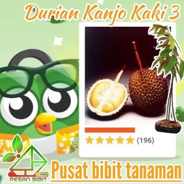 

Terlaris Bibit Durian Kanjo Kaki 3 / Kan Yao / D158