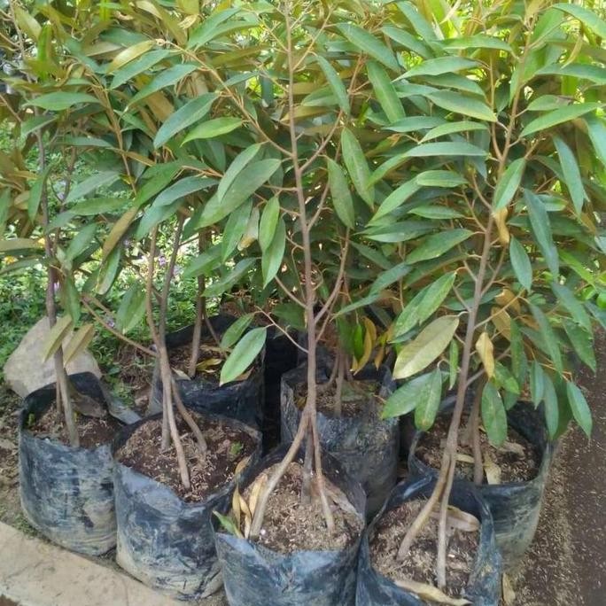 

Terlaris Bibit Buah Durian Musangking Kaki 3 Super - Bibit Durian Super Premium