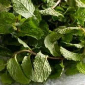 

Terlaris Bibit Daun Mint,Per Rumpun Isi 3