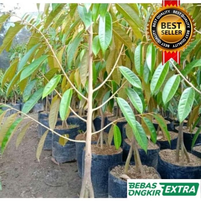 

Terlaris Bibit Durian Bawor Kaki 3 Tinggi 1,5 Meter Hasil Okulasi
