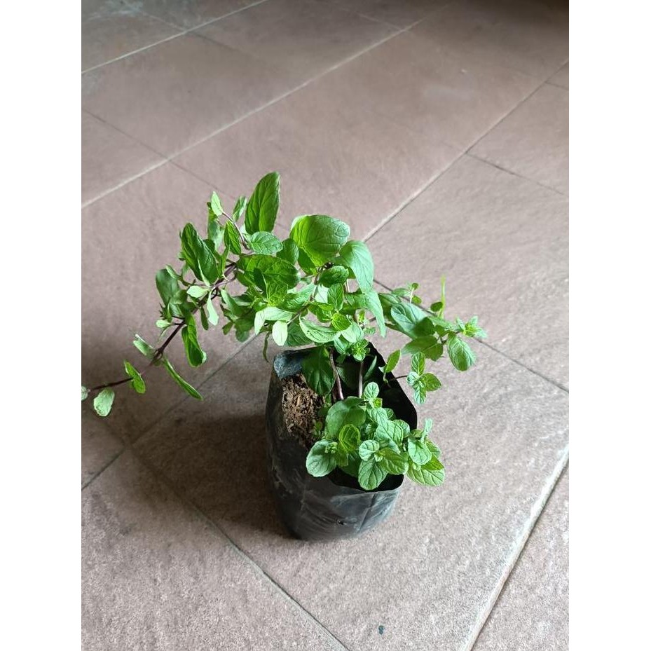 

Terlaris Bibit Herbal Tanaman Daun Mint Menthol