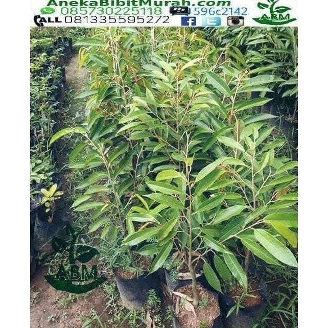 

Terlaris R01 Bibit Buah / Benih Buah Berkwalitas Durian Bawor Dan Kumbokarno