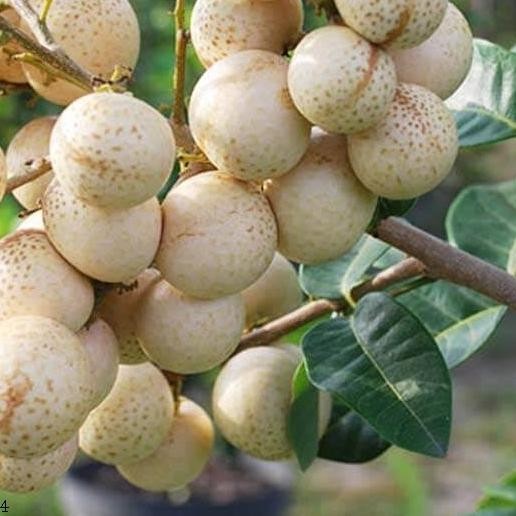 

Terlaris Bibit Kelengkeng Aroma Durian Okulasi