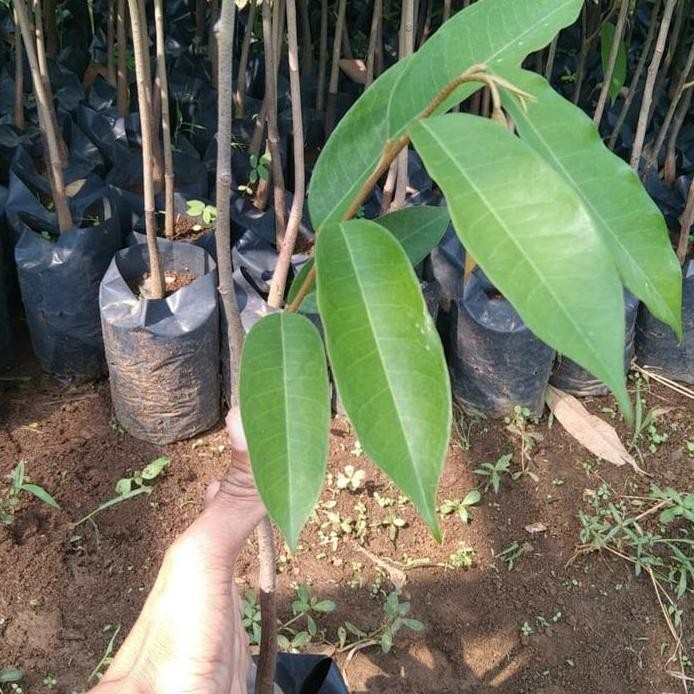 

Terlaris Baby Bibit Durian Varietas Black Stroon/Oce