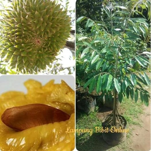 

Terlaris Bibit Durian Musangking Kaki 10 Jumbo
